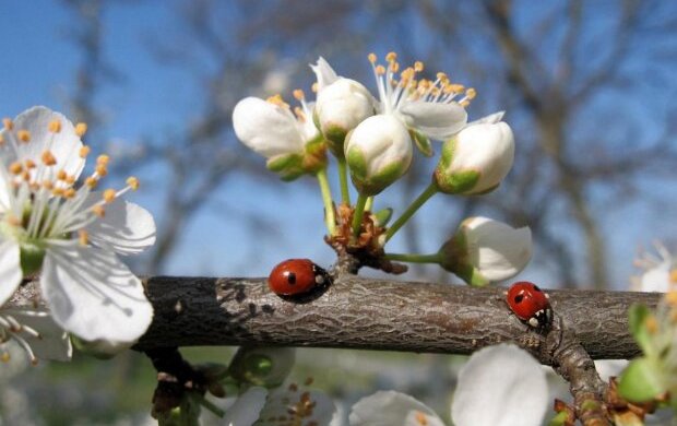 Весна вцепилась зубами и не отпускает Киев: какой будет погода 30 апреля