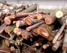Можно выхватить штраф до 25 500 гривен: украинцев предупредили о суровом наказании за дрова