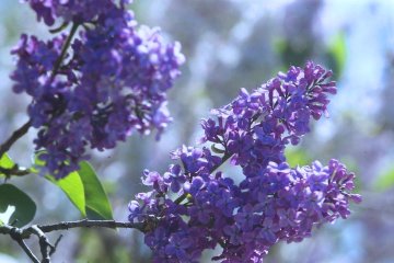 Цветет сирень. Фото: Униан