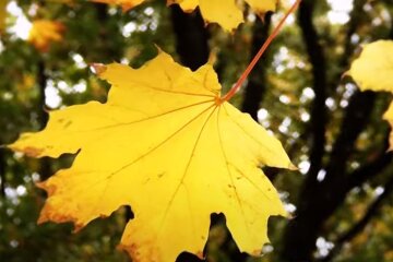 Листя. Фото: скріншот YouTube-відео