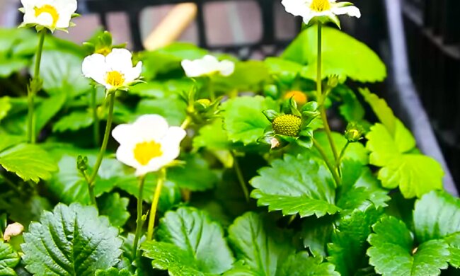 Розсада полуниці. Фото: YouTube