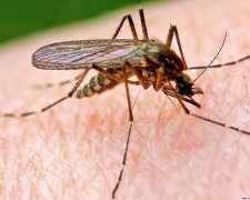 Как защититься от назойливых комаров: простые народные средства помогут вам и близким