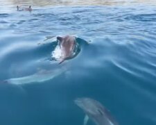 Дельфины. Фото: скриншот YouTube-видео