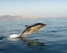 Дельфин. Фото: скриншот YouTube