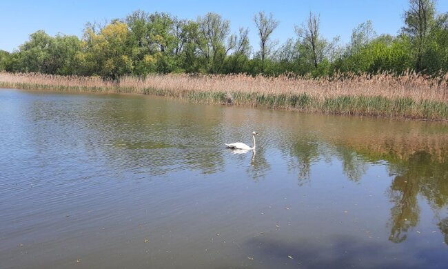 Штраф 3400 грн за одну рибку: в Україні запрацювали абсолютно нові правила для рибалок