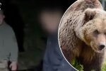 Ведмедиця в Карпатах — ілюстративне фото