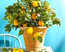 Лимон, дерево. Фото: YouTube