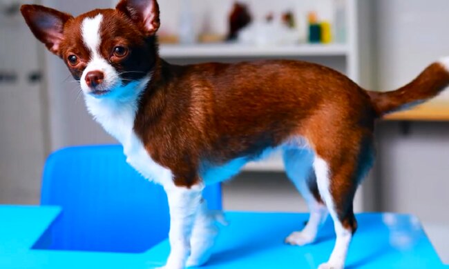 Собака. Фото: YouTube