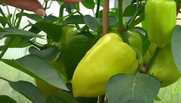 Урожай болгарского перца, фото: youtube.com