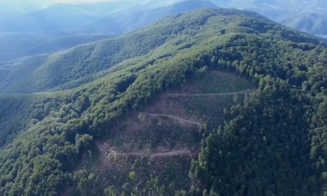 СБУ разоблачила вырубку лесов на Закарпатье. Фото: скрин ssu.gov.ua