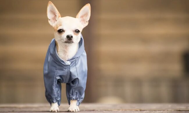 Собака. Фото: YouTube