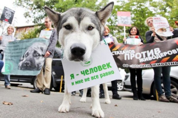 В РФ отомстили охотнице на бездомных собак: накормили дрянью, которую она подбрасывала животным