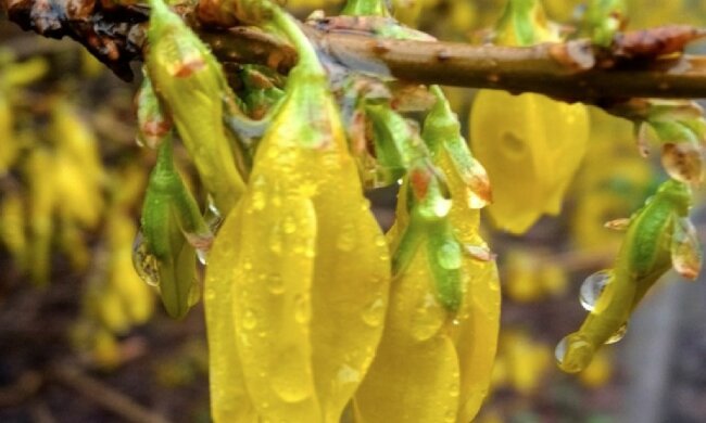 Цвіте форзиція. Фото: скріншот Instagram