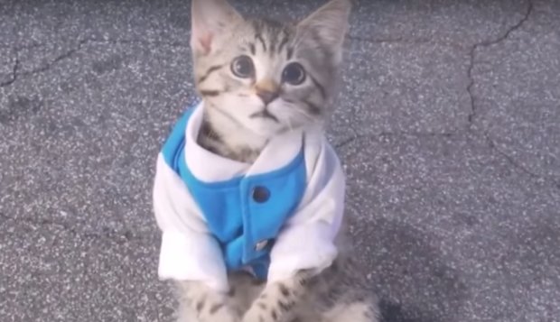 В интернете появилось фото трудоустроенного кота. Фото: Кот Prince Michael