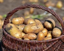 Картофельный кризис может наступить уже в ближайшем будущем. Украинцев предупредили о том что картошка будет продаваться по цене золота.