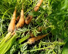 Морковь. Фото: YouTube