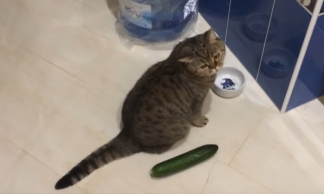 Иногда вегетарианцы попадаются даже среди котов. Фото: скриншот YouTube