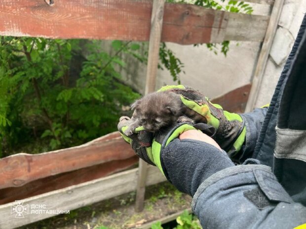 Спасатели освобождают котенка из бетонной ловушки в Кременчуге