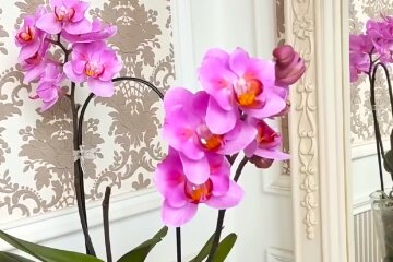 Орхидея. Фото: YouTube