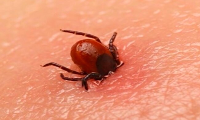 Кліщ. Фото: YouTube
