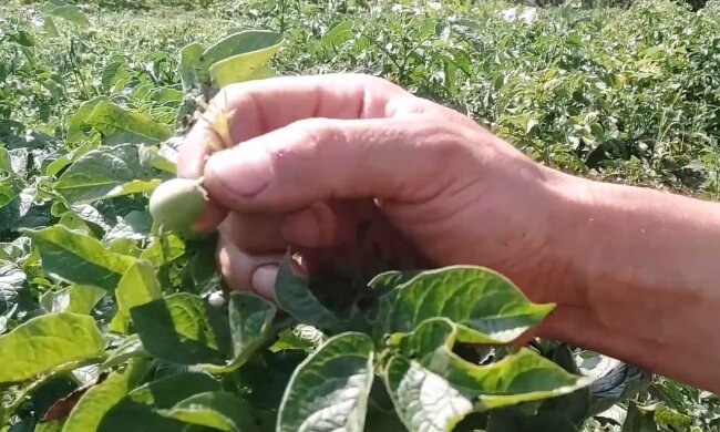 Хитрість наших дідів: чи потрібно обривати квітки на кущах картоплі та чи працює цей метод