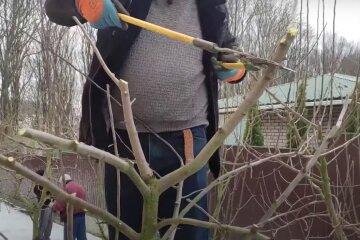 Обрізка дерев. Фото: YouTube, скрін