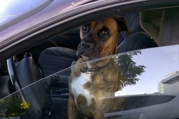 Пес в автомобиле. Фото: youtube