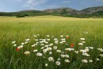 Природа. Фото: скріншот YouTube-відео
