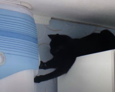 Сеть потешается над "котом-помощником". мастерски обрывающем шторы. Фото: скриншот YouTube
