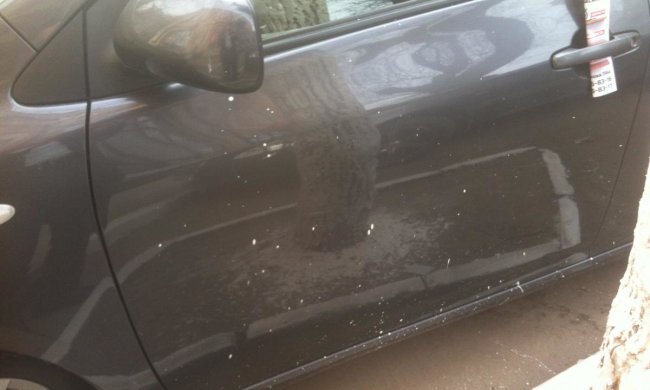 Коммунальщики отомстили украинцу за парковку на газоне. Фото