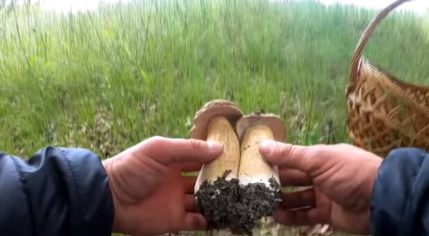 Белые грибы. Фото: скриншот YouTube