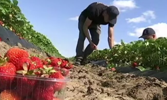 Сезонные ягоды очень дорогие. Фото: youtube
