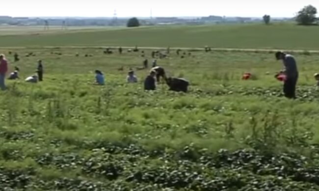 Украинские заробитчане на клубнике. Фото: скриншот YouTube