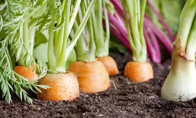 Морковь. Фото: YouTube