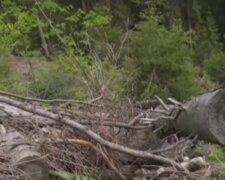Нелегальные лесорубы нанесли колоссальные убытки. Фото: youtube