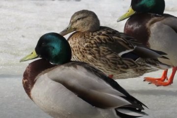 Утки: Скриншот youtube