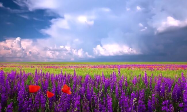 Квітуче поле. Фото: скріншот YouTube-відео