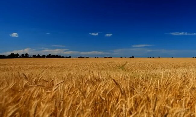 Поле.  Фото: скриншот YouTube-видео
