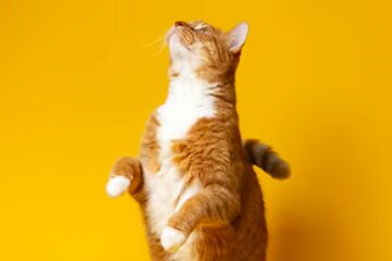 Кіт, кицька. Фото: YouTube