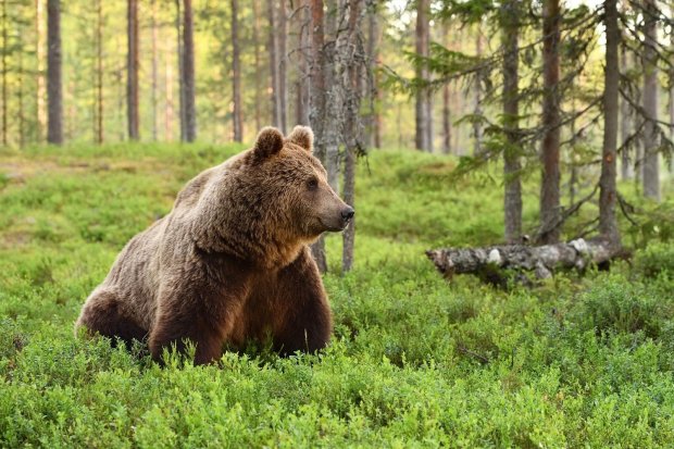 На Камчатке медведь провел охотников и отобрал у них холодильник с пищей