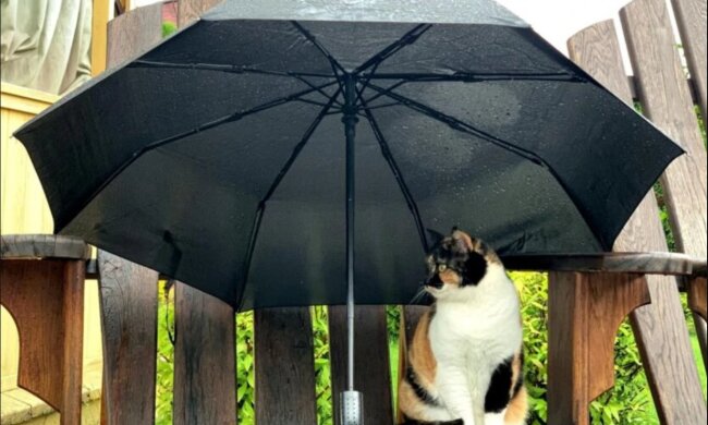 Погода, похолодання на весні, травень, дощі, заморозки. Фото: Telegram