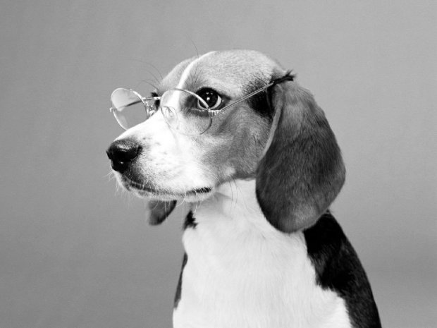 Скорбит весь мир: не стало самой умной собаки в истории (фото)