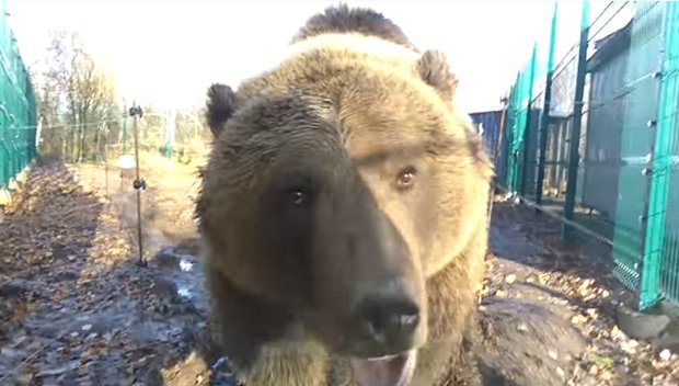 Располневшего медведя посадили на диету сотрудники зоопарка, фото: Скриншот YouTube