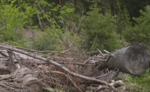 Нелегальные лесорубы нанесли колоссальные убытки. Фото: youtube