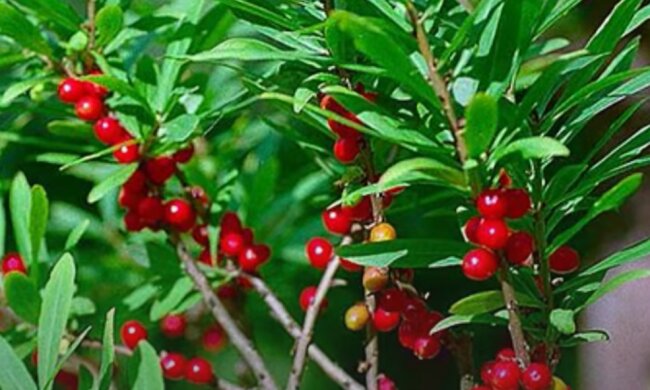 Отруйні ягоди. Фото: YouTube