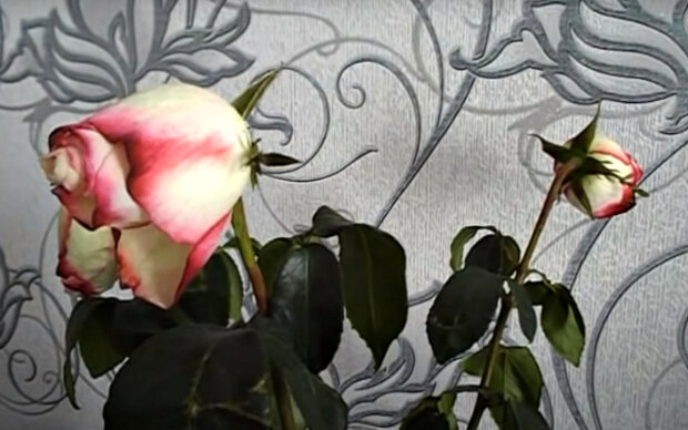 Зів'ялі квіти. Фото: скріншот YouTube-відео.
