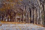 Природа. Фото: скриншот YouTube-видео