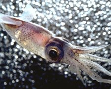 Ученым удалось запечатлеть на видео кальмара-гиганта: кадры с глубины