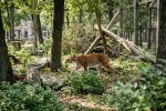 рись Степан Київський зоопарк хижак