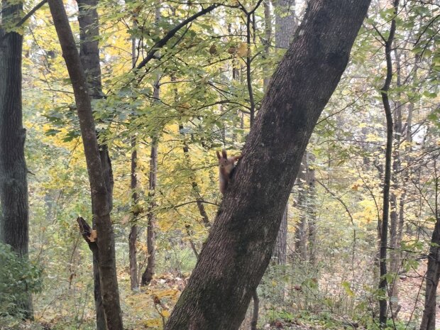 Погода, осень, потепление. Фото: Стена